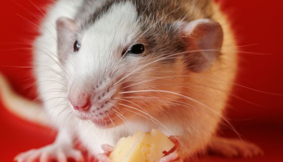 oh,-rats!-is-your-state-vulnerable-for-indoor-pests?